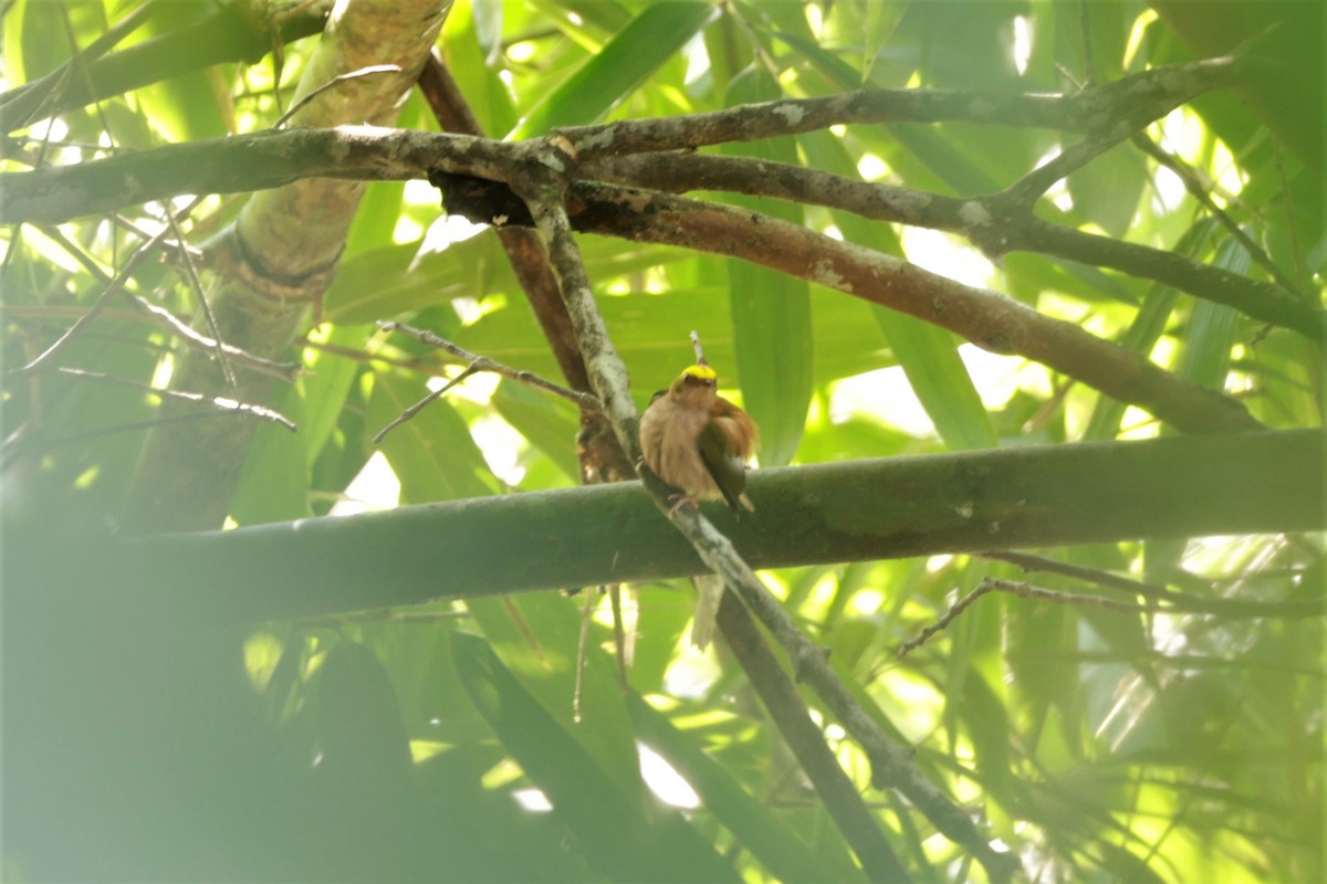 Fiery-capped Manakin - ML641400519