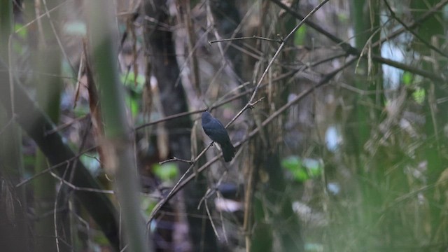 Bluish-slate Antshrike - ML641400535