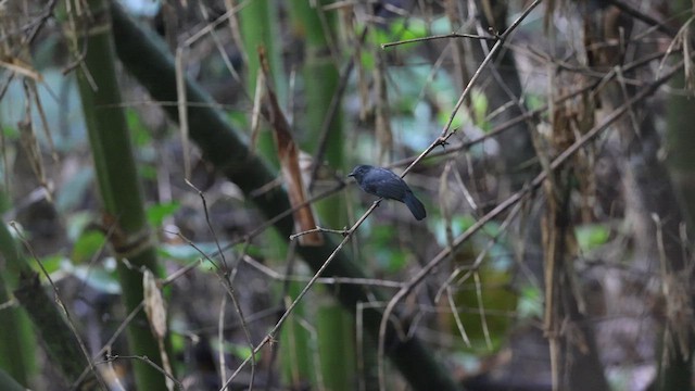 Bluish-slate Antshrike - ML641400536