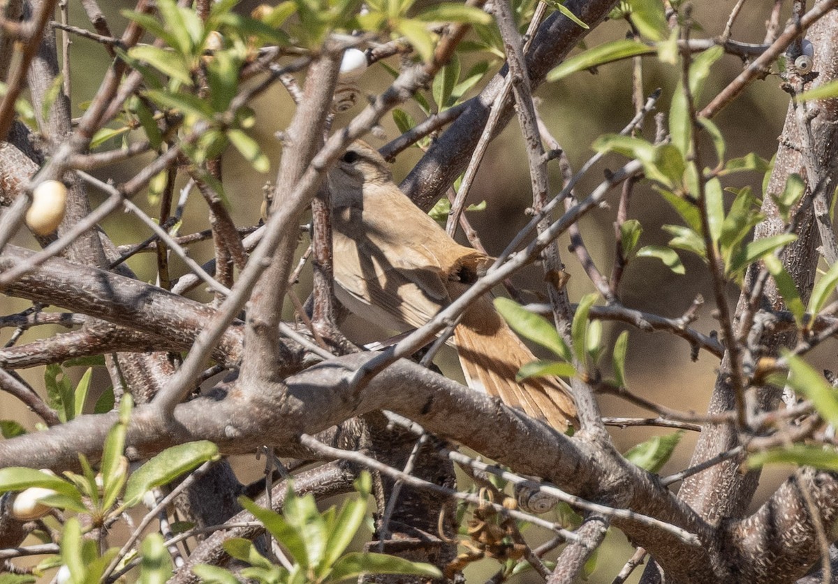 Rufous-tailed Scrub-Robin (Rufous-tailed) - ML641400545