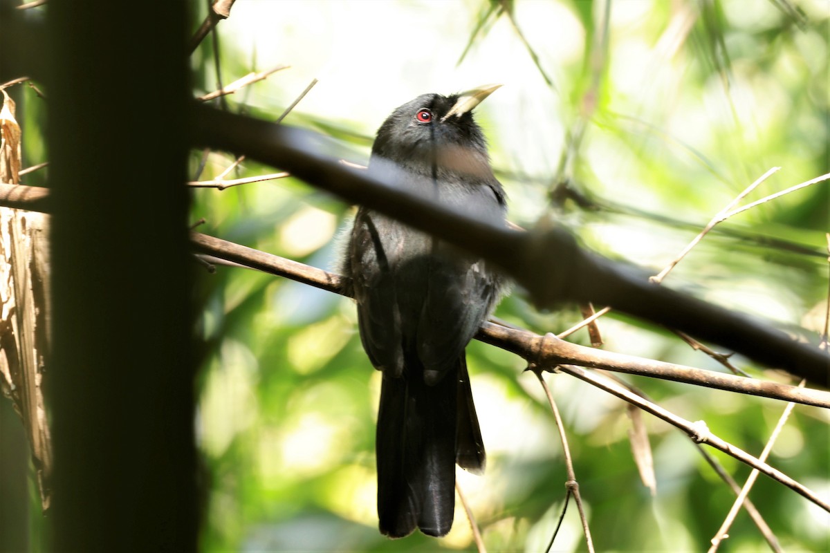 Yellow-billed Nunbird - ML641400586