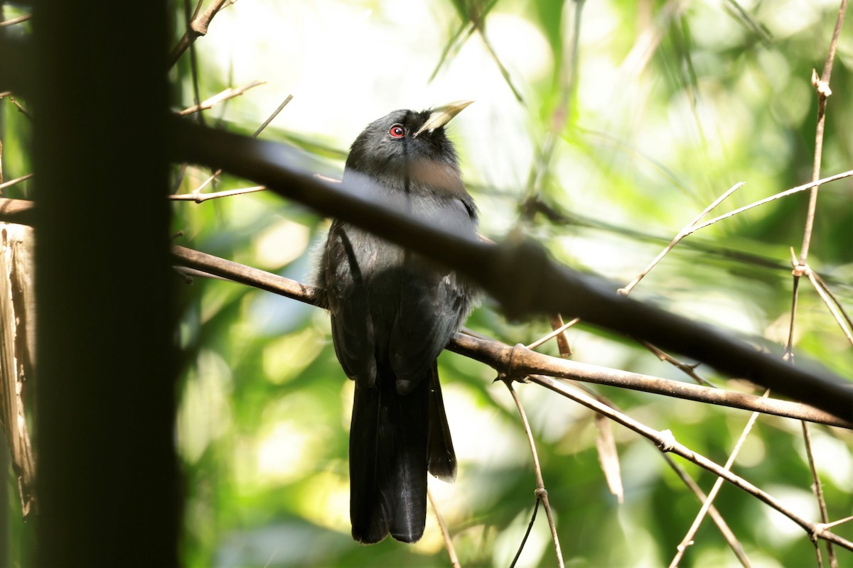 Yellow-billed Nunbird - ML641400587