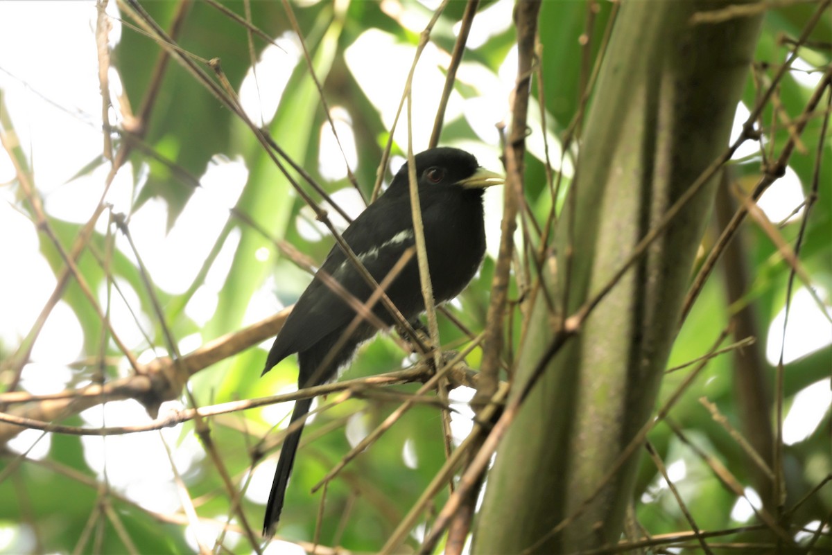 Yellow-billed Nunbird - ML641400588