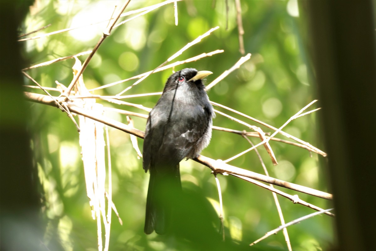 Yellow-billed Nunbird - ML641400589