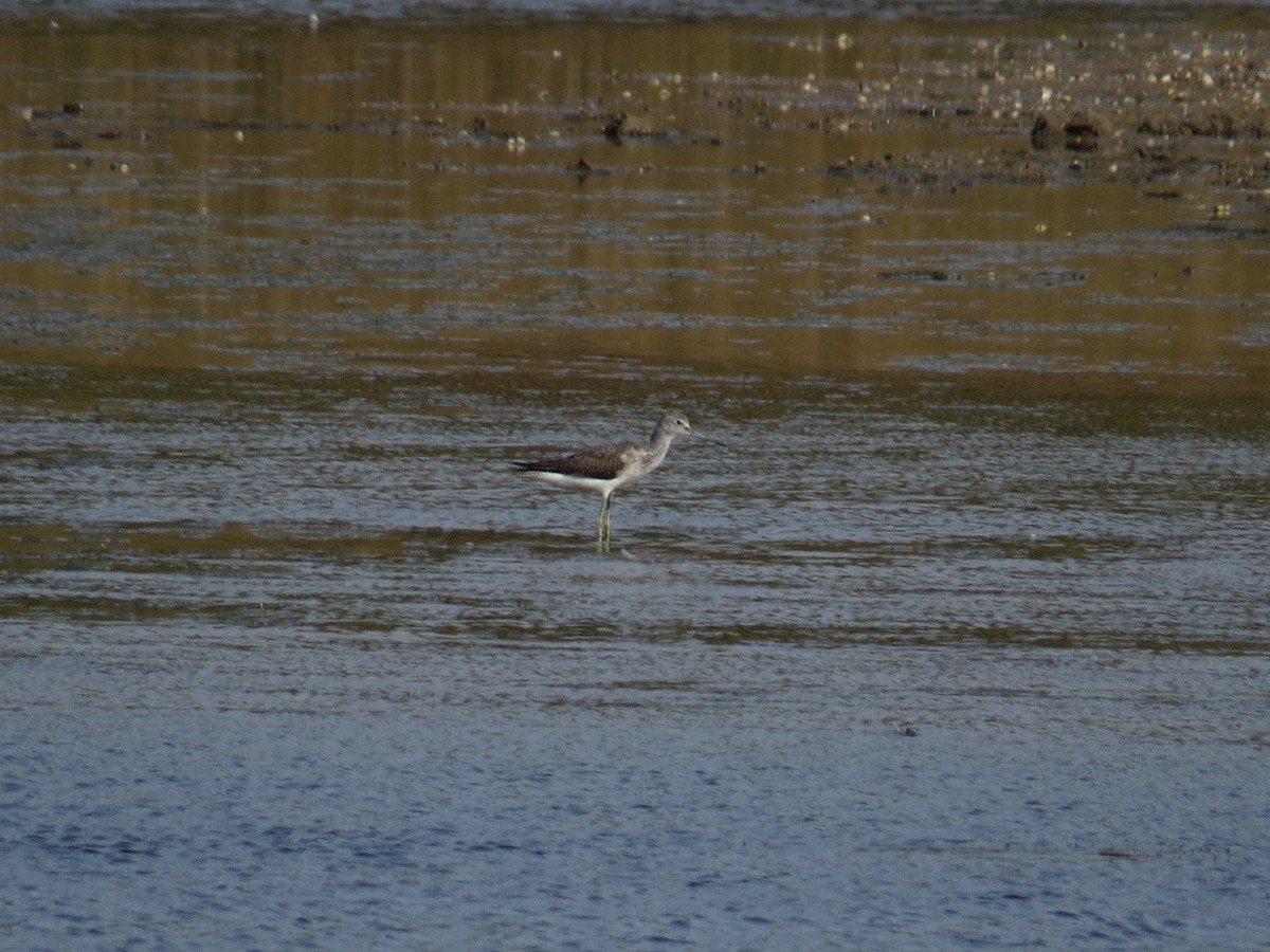 gluttsnipe - ML641400610
