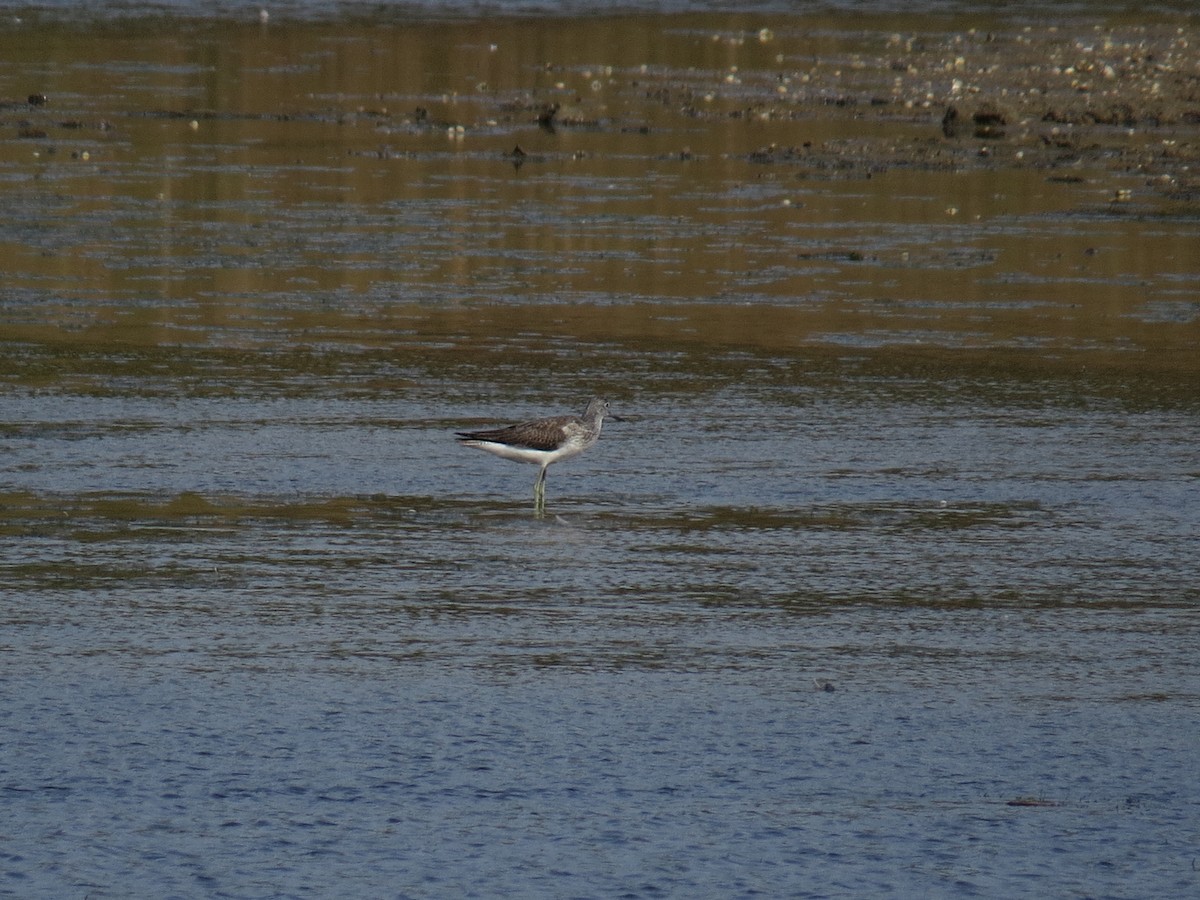 gluttsnipe - ML641400612