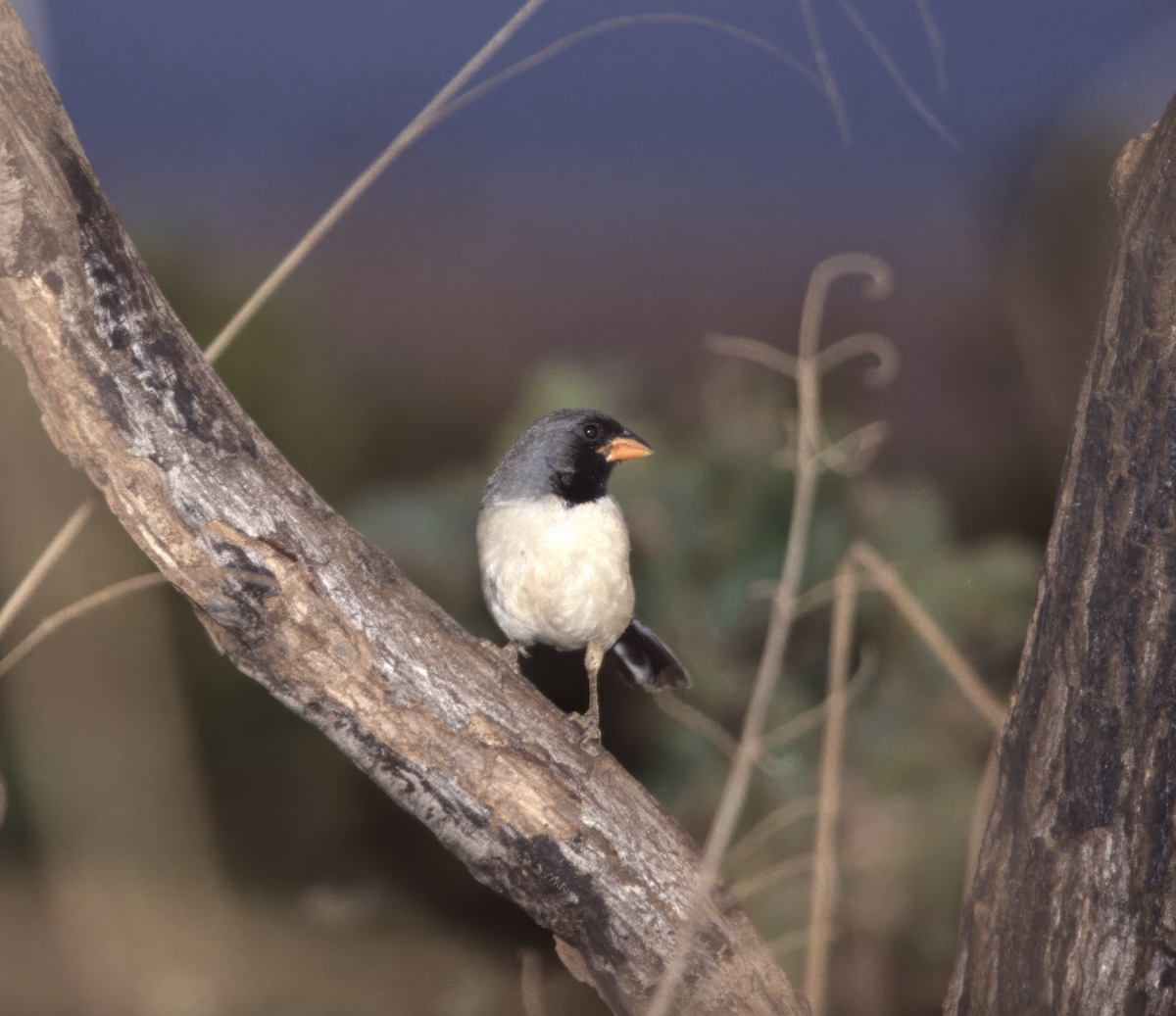 Black-throated Saltator - ML641400616