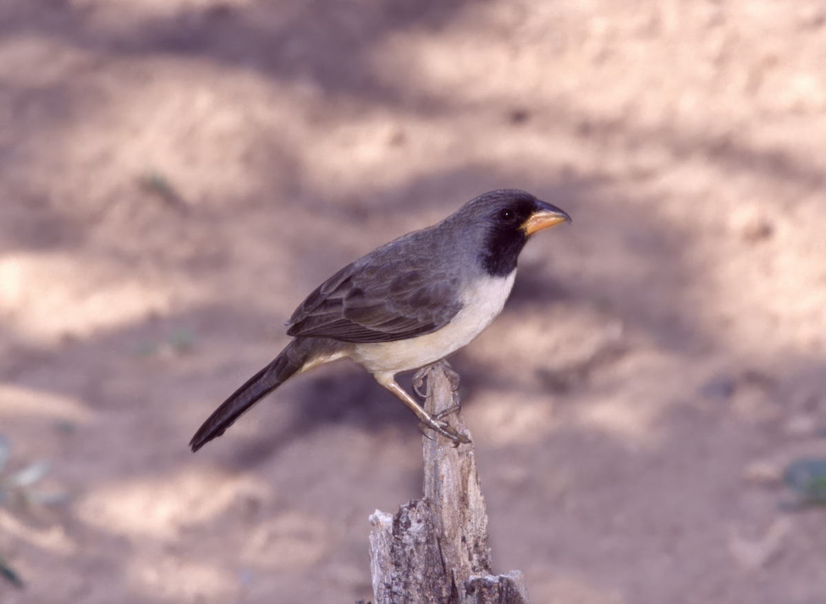 Black-throated Saltator - ML641400617