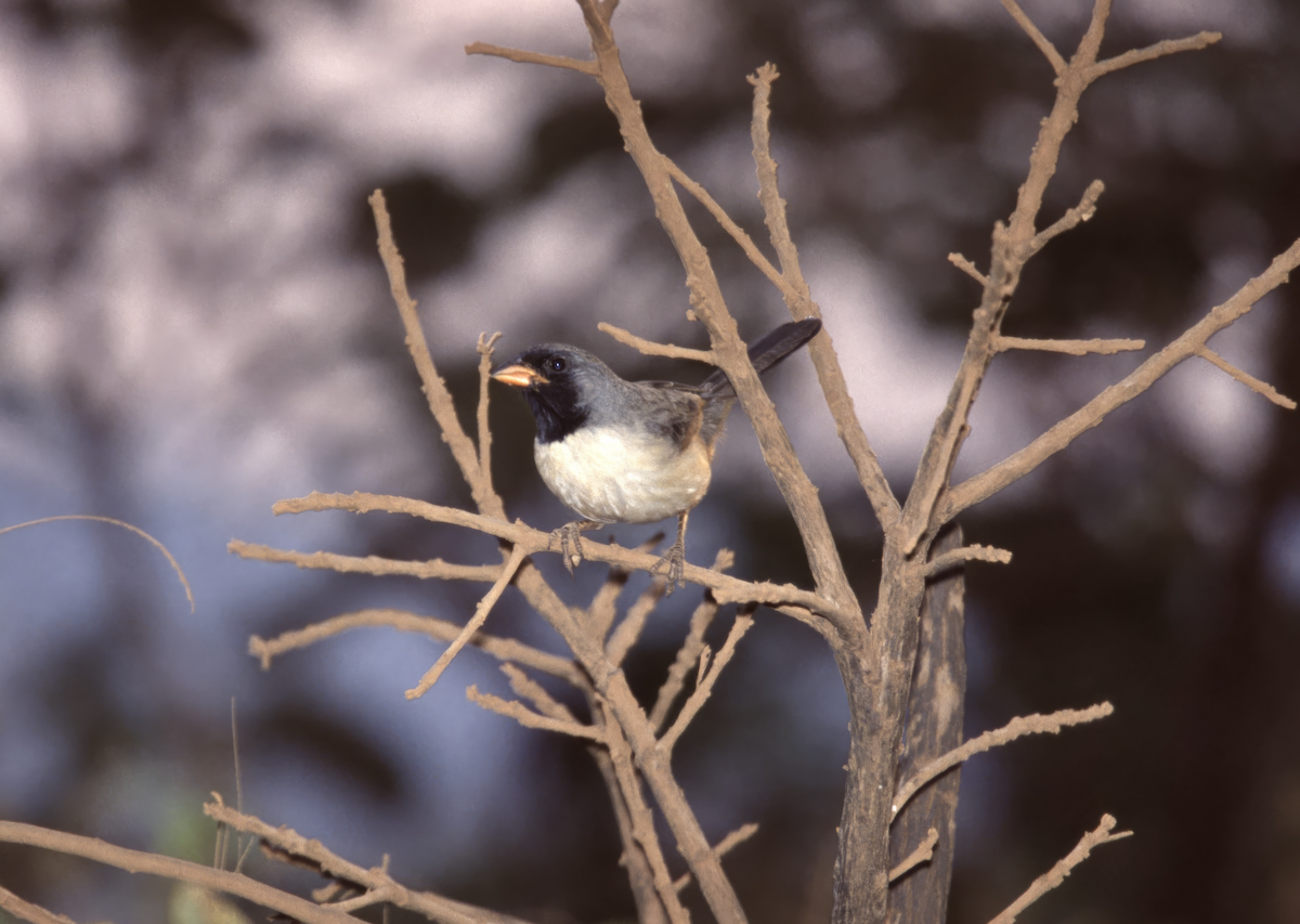 Black-throated Saltator - ML641400618