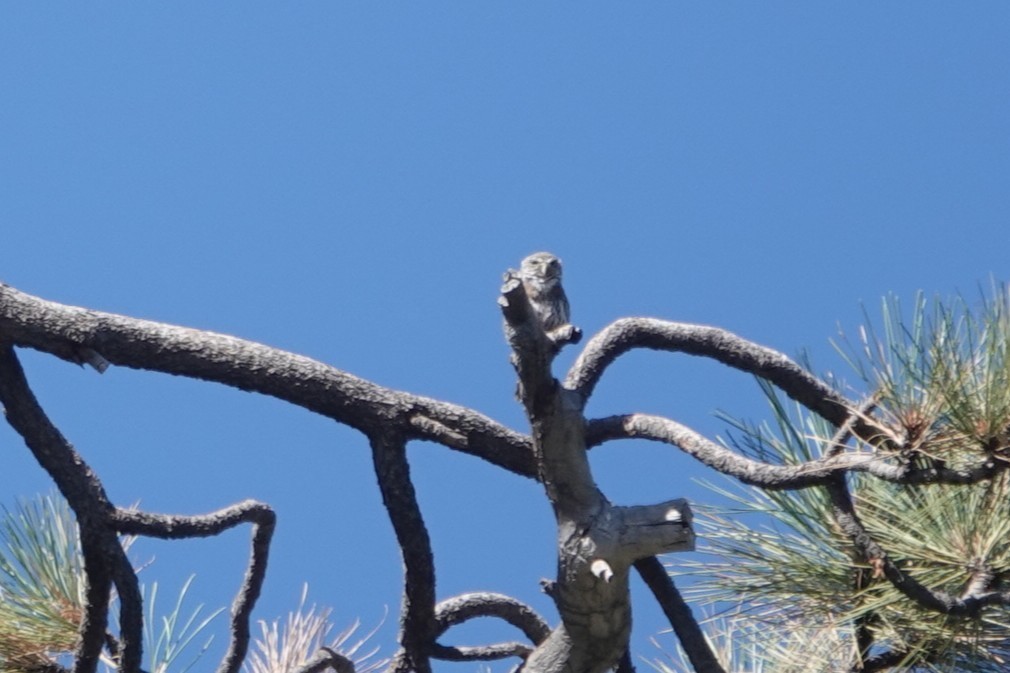 Northern Pygmy-Owl - ML641400635