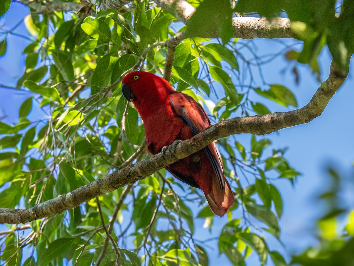 Sumba Eclectus - ML641400646
