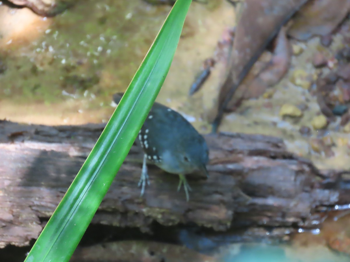 Spot-winged Antbird - ML641400664