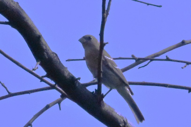 Lazuli Bunting - ML641400671