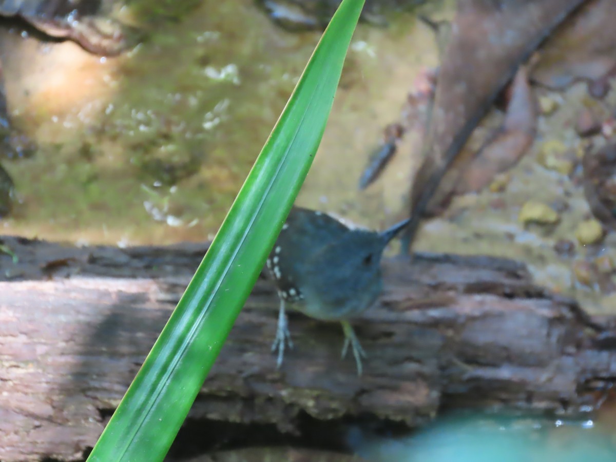 Spot-winged Antbird - ML641400678