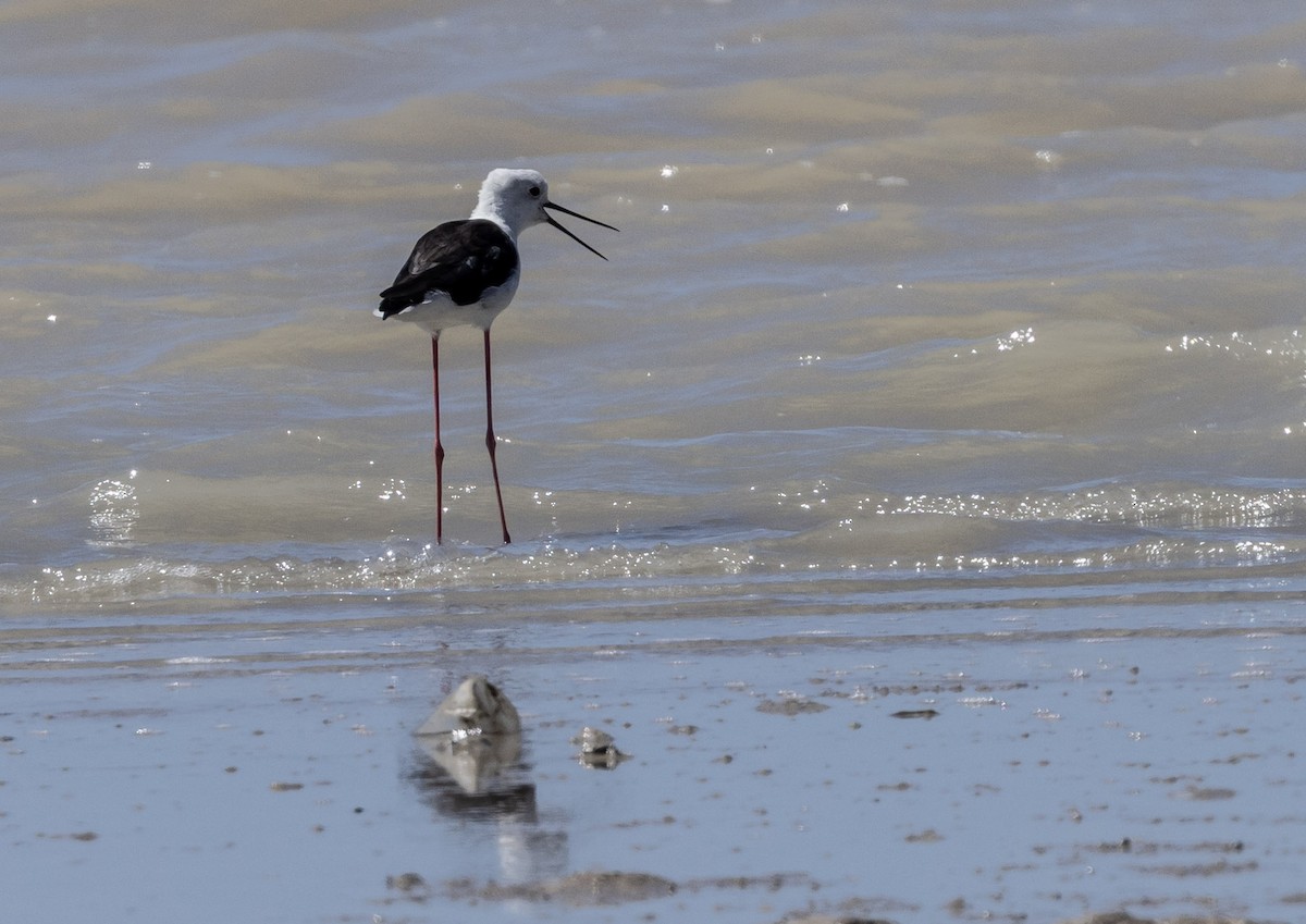 Black-winged Stilt - ML641400680