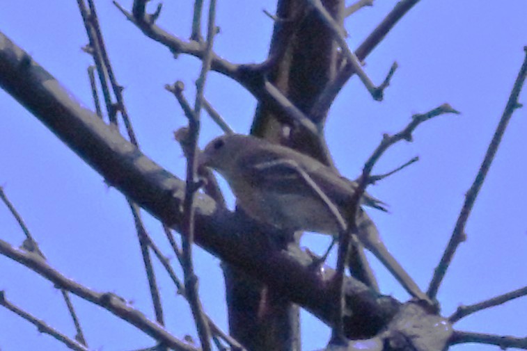 Lazuli Bunting - ML641400685