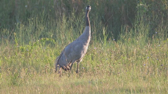 Common Crane - ML641400689