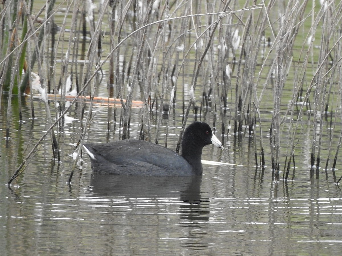 American Coot - ML641400695