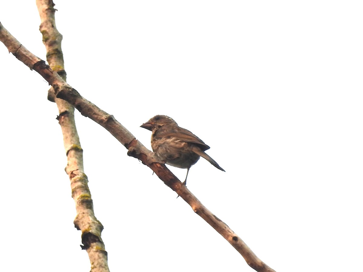Purple Finch - ML641400697