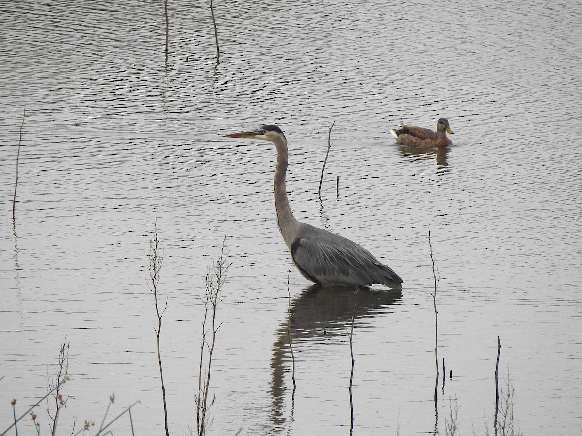 Great Blue Heron - ML641400709