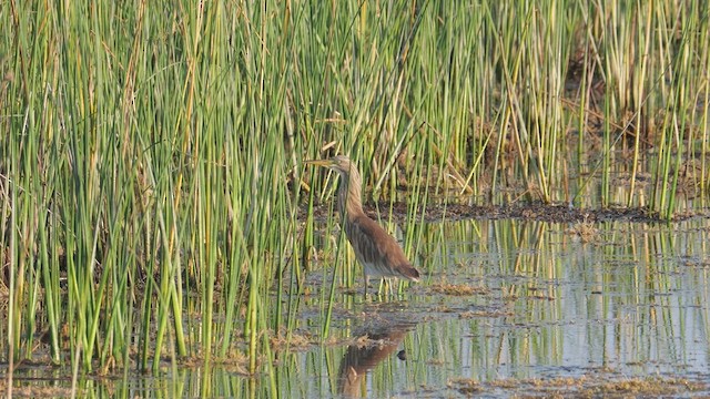 Squacco Heron - ML641400717
