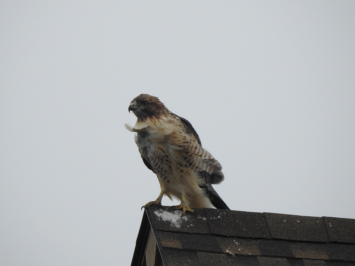 Red-tailed Hawk - ML641400731