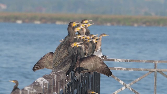 Great Cormorant - ML641400745