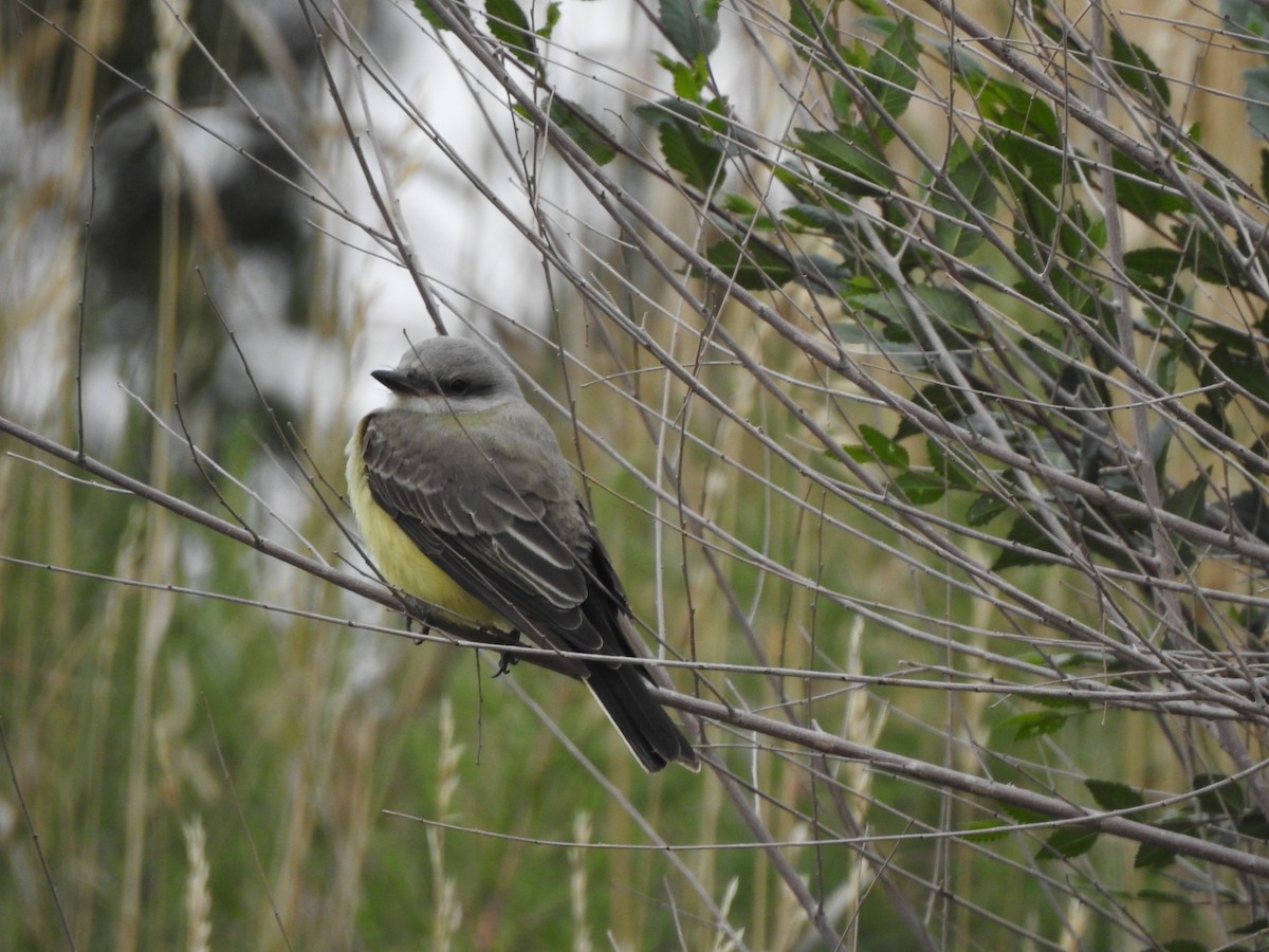 Western Kingbird - ML641400748