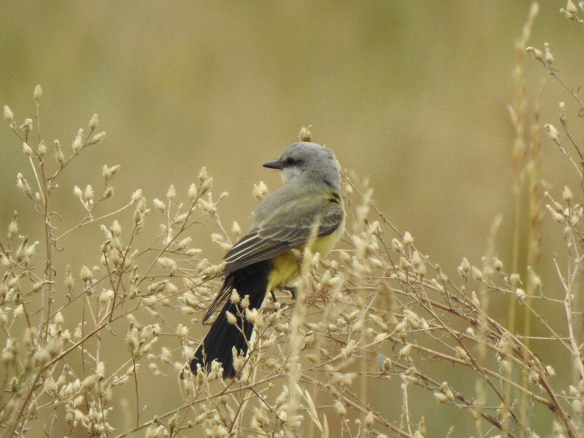 Western Kingbird - ML641400751