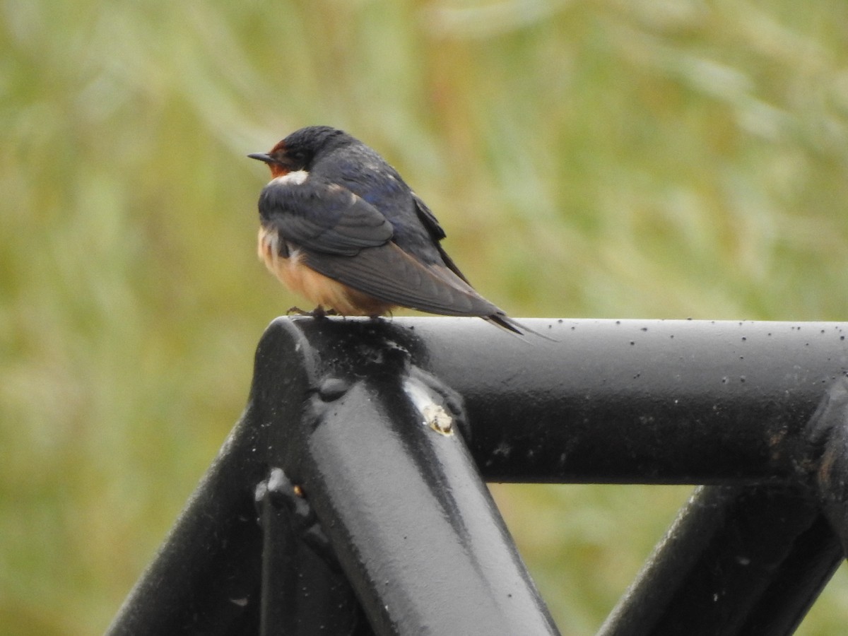 Barn Swallow - ML641400763