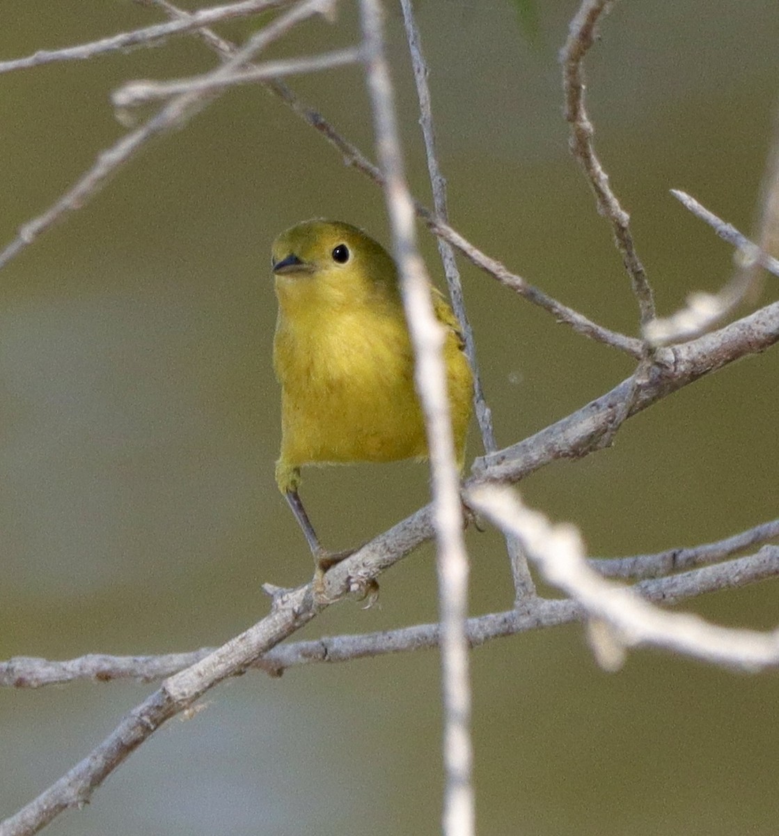 Northern Yellow Warbler - ML641400765