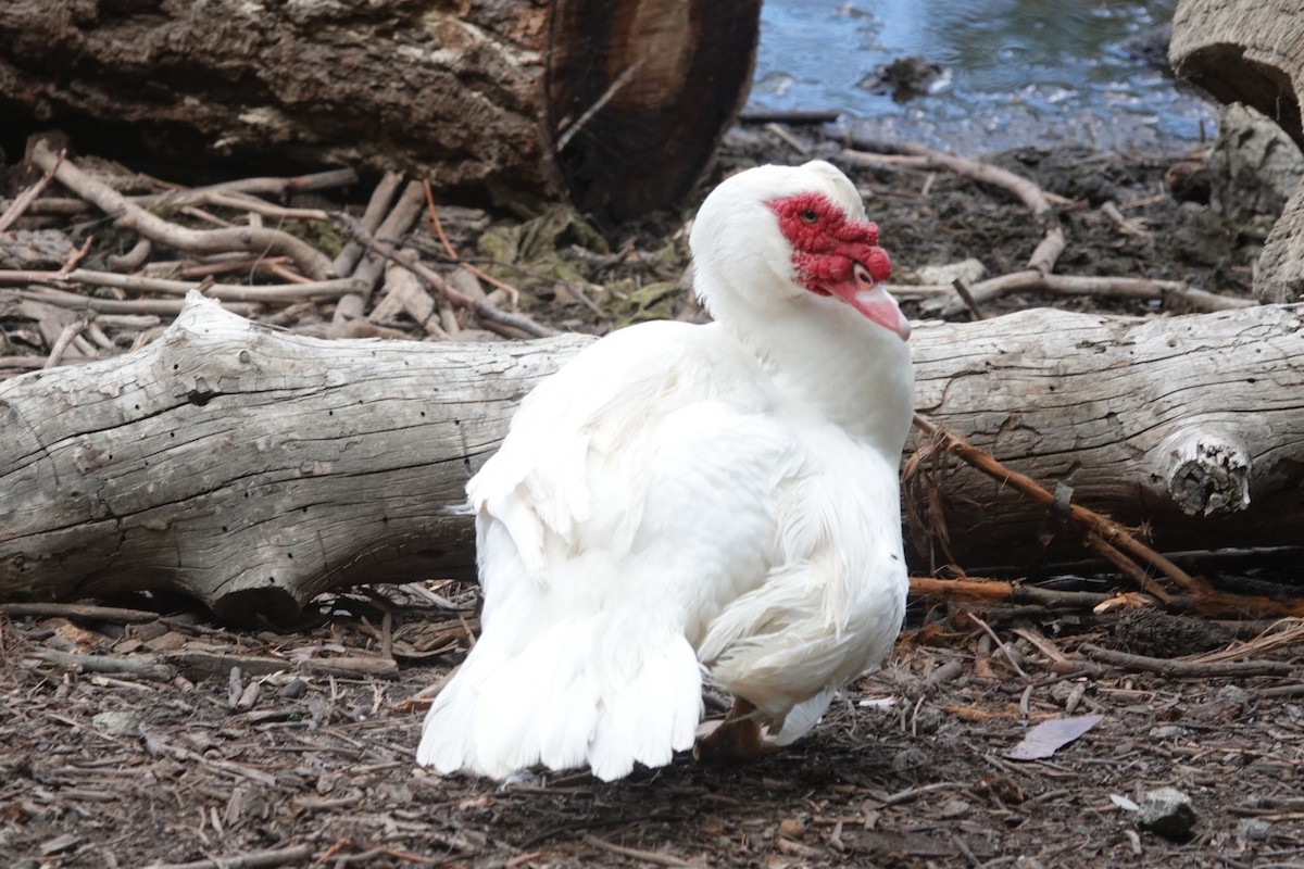 Muscovy Duck (Domestic type) - ML641400767