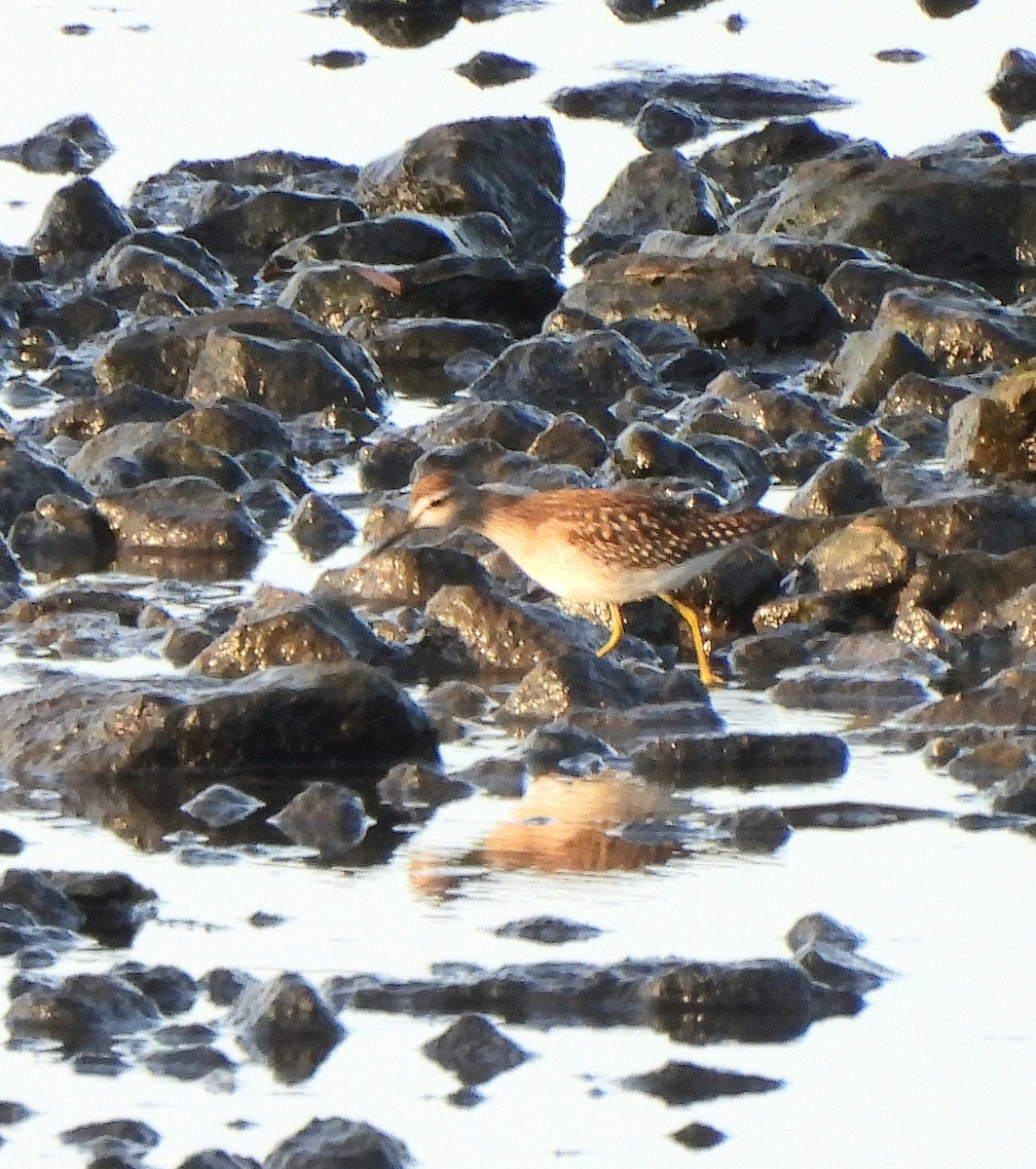 Wood Sandpiper - ML641400798