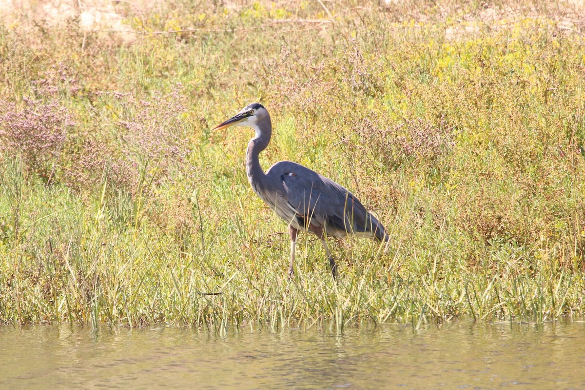 Great Blue Heron - ML641400810