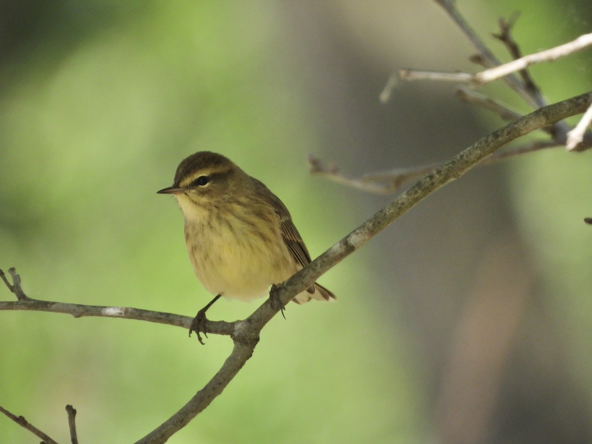 Palm Warbler - ML641400819