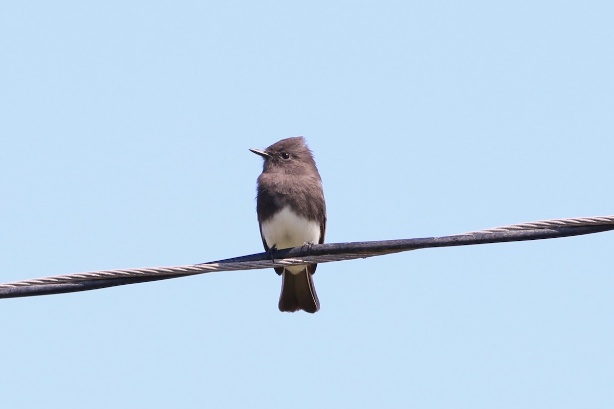 Black Phoebe - ML641400830
