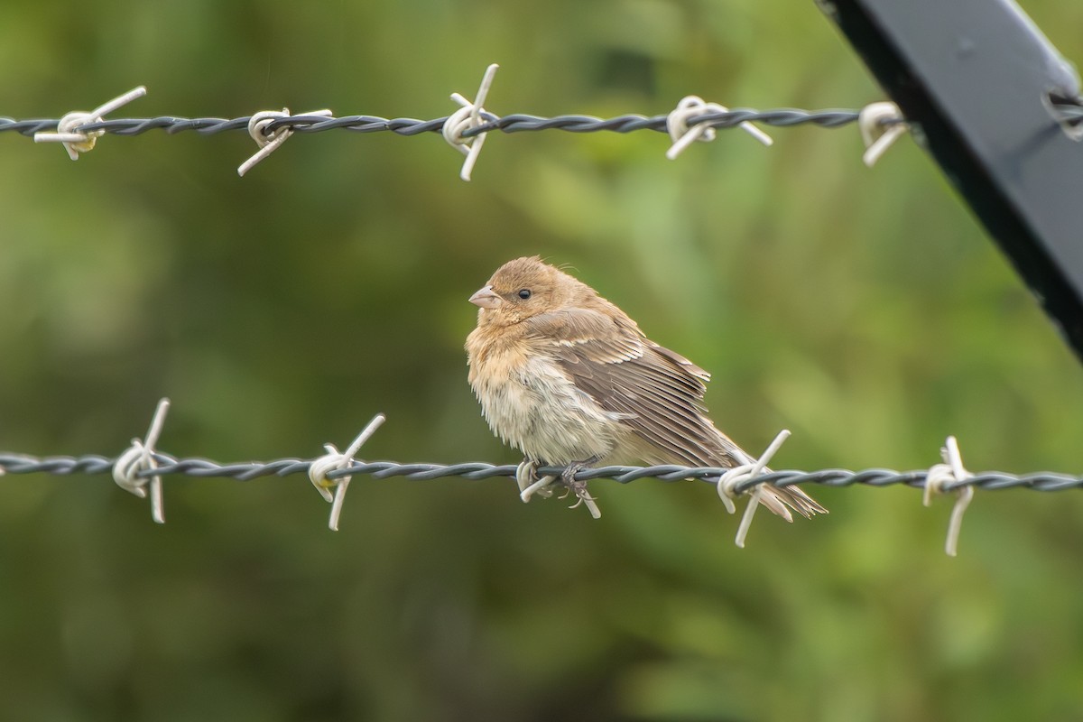 Lazuli Bunting - ML641400854