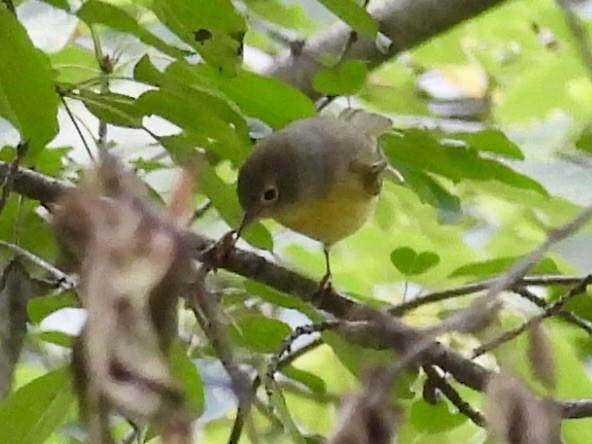 Nashville Warbler - ML641400857
