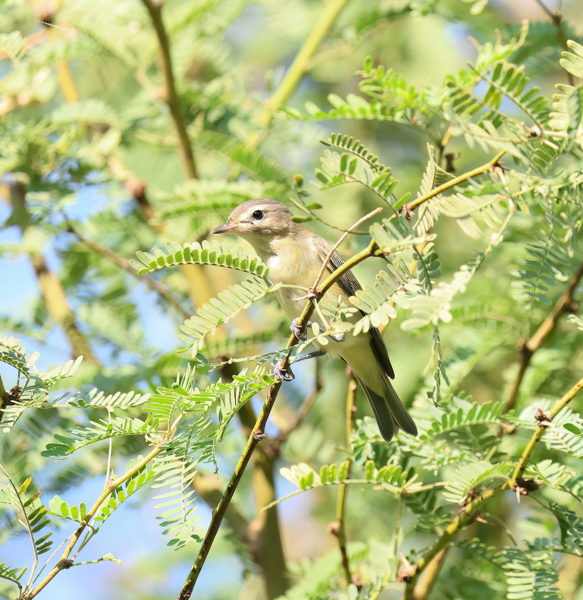 Warbling Vireo - ML641400862