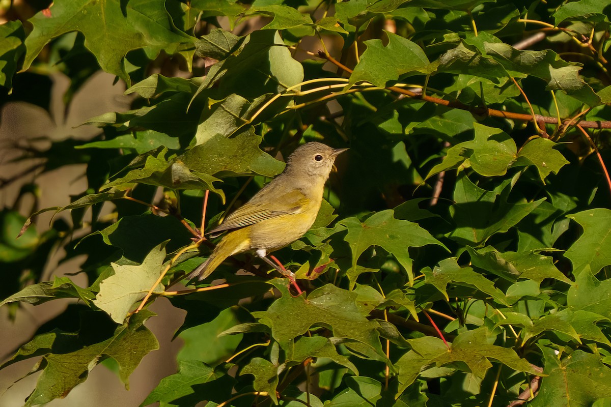Nashville Warbler - ML641400921