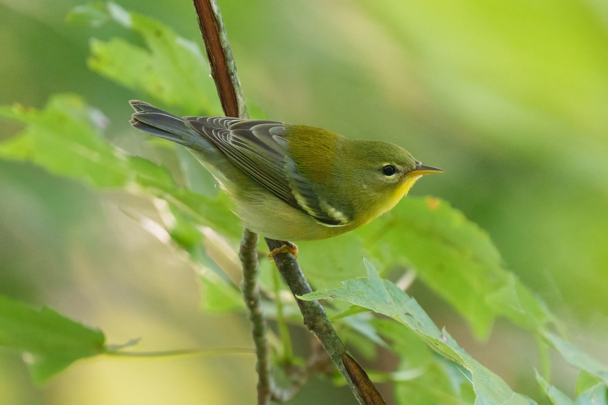 Northern Parula - ML641400937