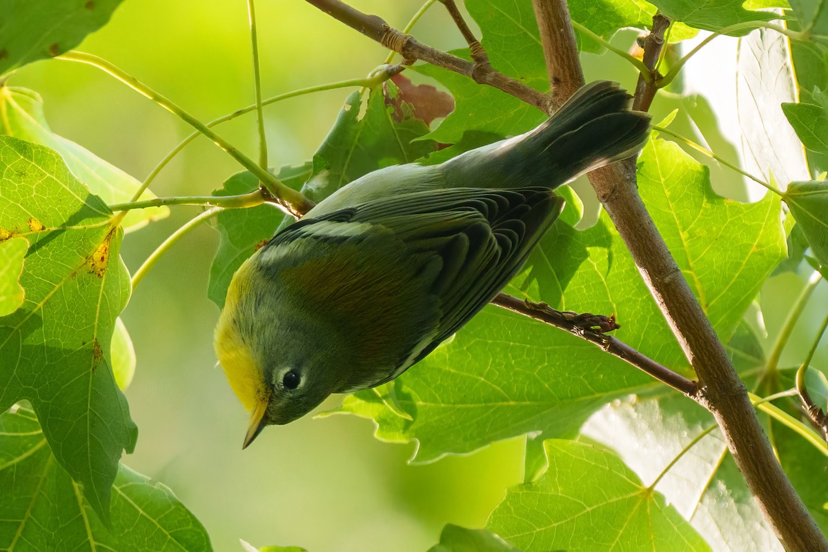 Northern Parula - ML641400938