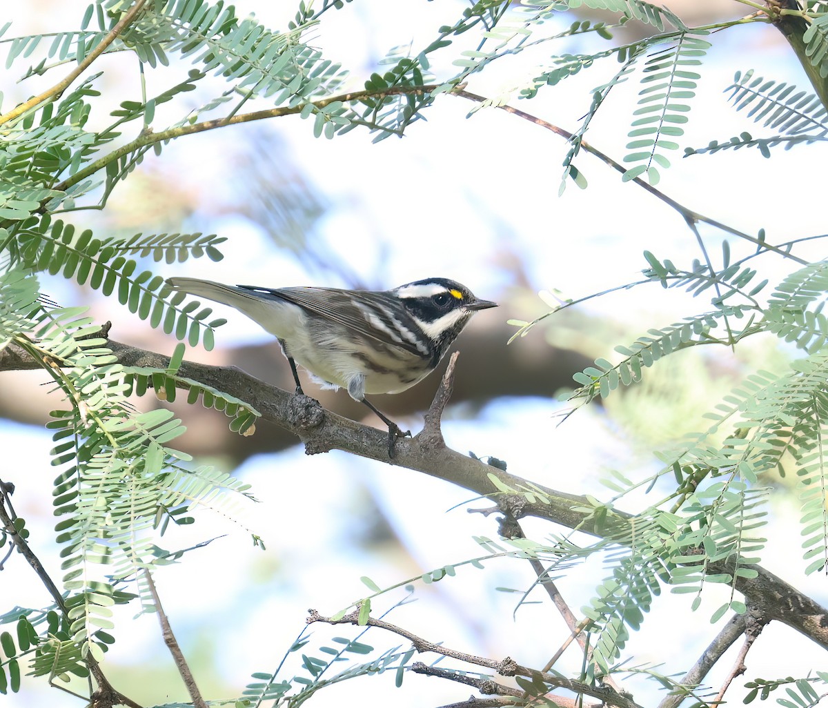 Black-throated Gray Warbler - ML641400939