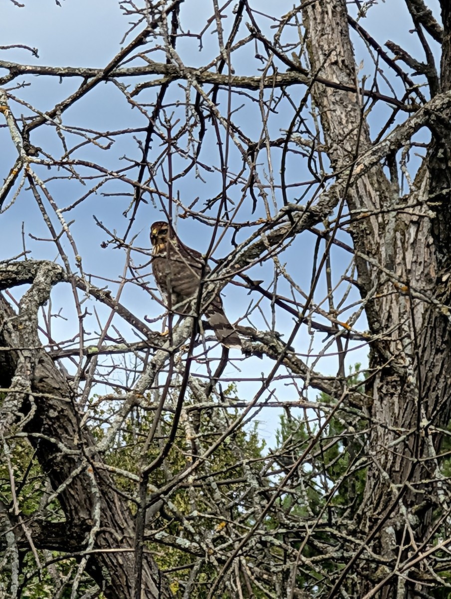 Cooper's Hawk - ML641400961
