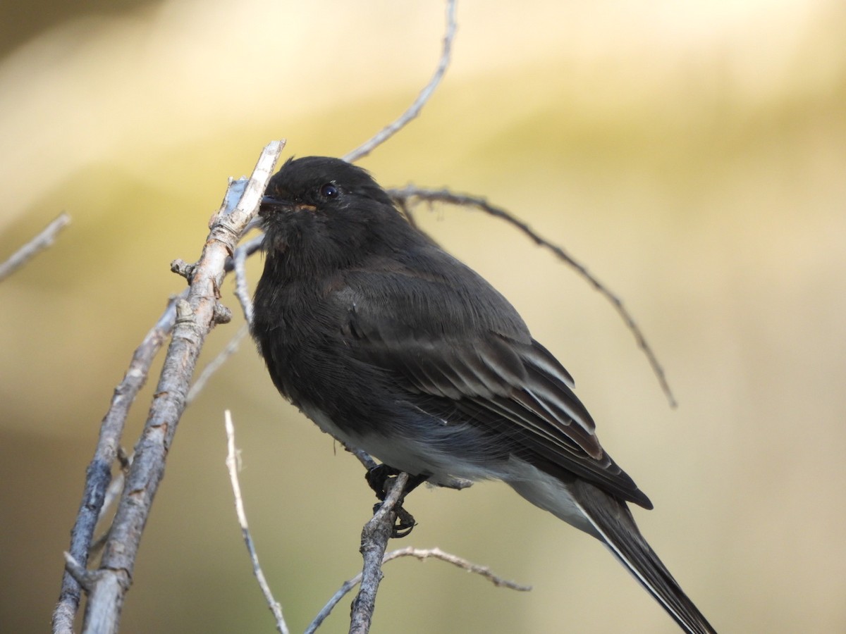 Black Phoebe - ML641400983