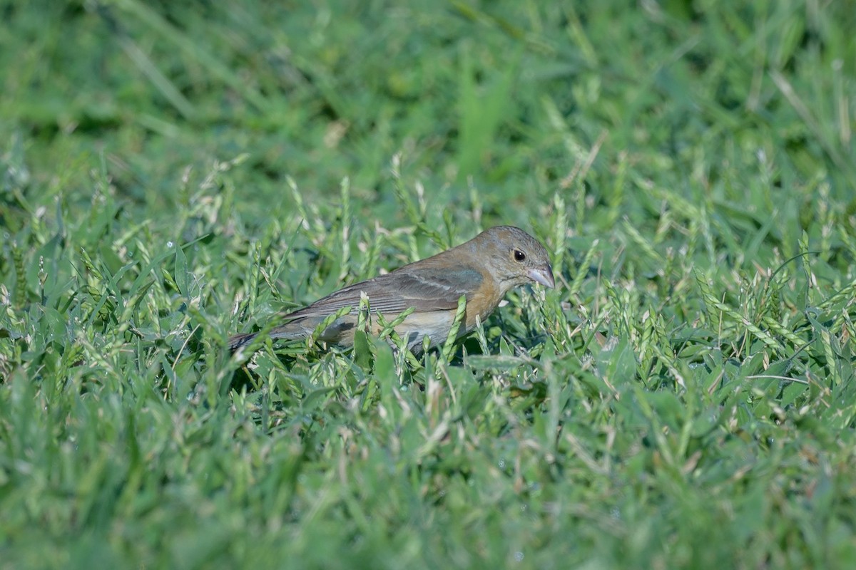 Lazuli Bunting - ML641400991