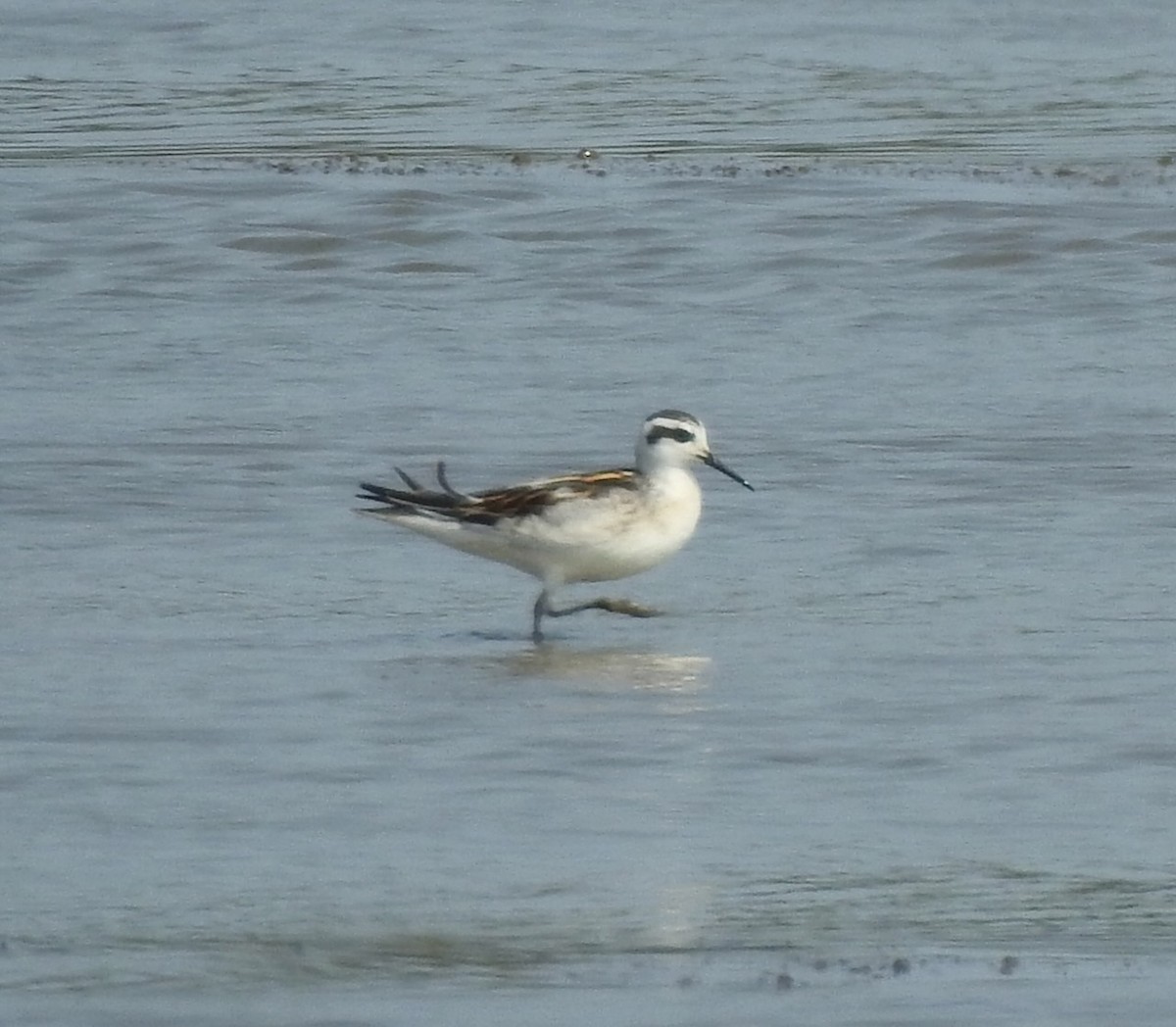 Red-necked Phalarope - ML641401003