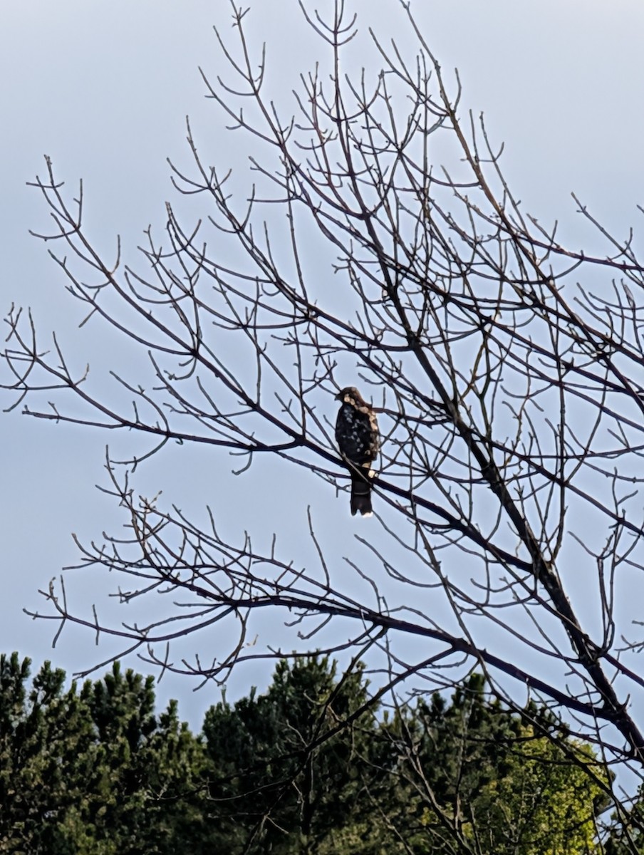 Cooper's Hawk - ML641401007