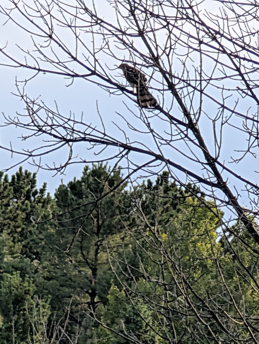 Cooper's Hawk - ML641401015