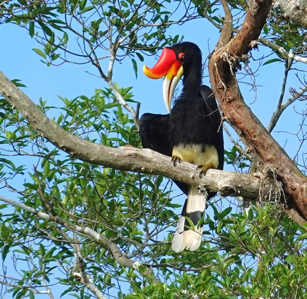 Rhinoceros Hornbill - ML641401027